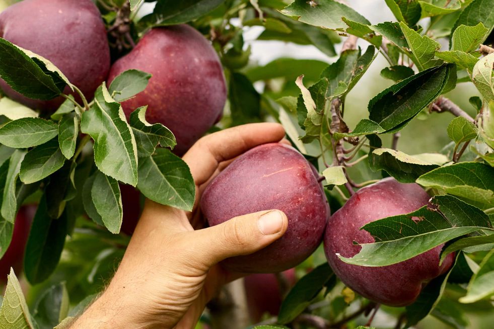 TRENTO E RACCOLTA MELE IN VAL DI NON