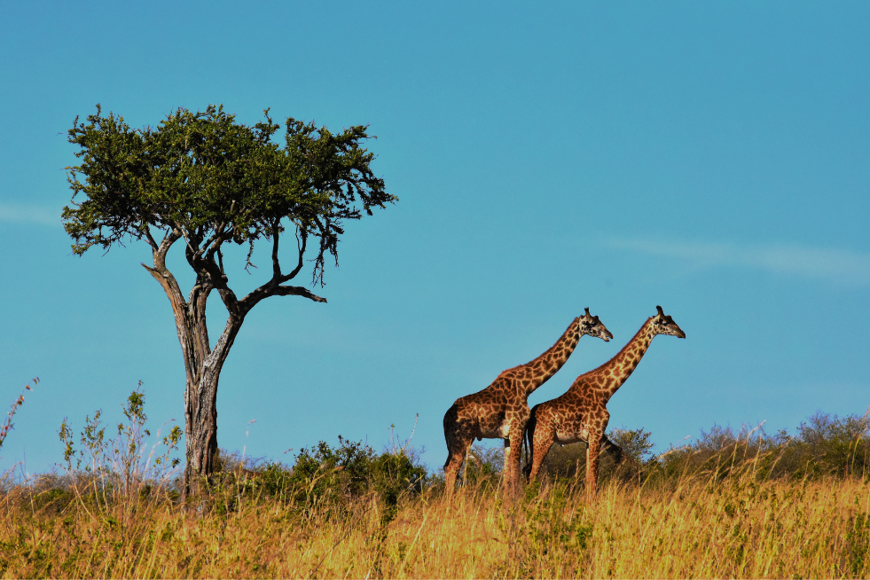 ALLA SCOPERTA DEL SUDAFRICA